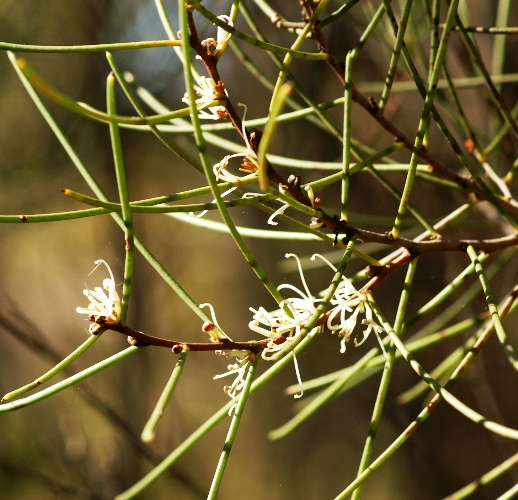 Hakea rostrata